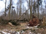 Orkantief Friederike  - Fuerstenberg-Delliehausen  (7)